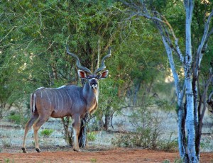 Der große Kudu zählt zu den Großwildarten, die neben den Rindern über das Land von Okapaue ziehen (Foto Banck Studios).