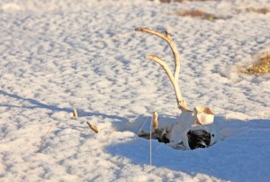 Der Winter auf dem Fjell kann hart werden. Bei Tiefschnee wird die Nahrung knapp. Dann zählen Reserven, die dieses Rentier unter Umständen nicht hatte.