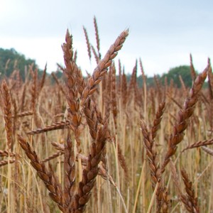 Dinkel - in Schleswig-Holstein eher ungewöhnlich, jedoch ein interessanter Zusatzertrag für den Demeterhof von Dirk Kock-Rohwer.