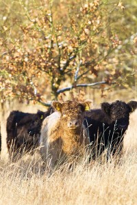 15 Galloway Jungrinder sollen sich in den ehemaligen Kieskuhlen durch die Beweidung und den Verbiss von Gräsern, Büschen und Bäumen bis zum Frühjahr als vierbeinige Landschaftspfleger aktiv sein. 