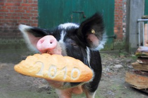 "Trüffel" ist ein robustes Landschwein und als richtige Muttersau mit deutlich längerer Lebensspanne als bei Mastschweinen, kennt die borstige Dame das Neujahrsgeschehen bereits. Und wenn es zum Fototermin auch noch ein ganzes leckeres Brot zum Neujahrsstart gibt, ist ihr anzusehen, dass ein wenig "Schwein haben" eben auch zum Leben dazu gehört. 