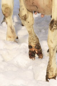 Gesunde Kühe geben gesunde Milch. Fuß- und Klauenerkrankungen können das Wohlbefinden der Kühe erheblich stören.