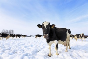 Auf der verschneiten Weide fühlen sich die Milchkühe von Hubert Ehlers richtig wohl und genießen die ersten Sonnentage an der frischen Luft. 