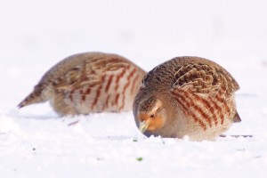 Rebhühner haben es jetzt besonders schwer. Durch die hohe Schneelage kommen die kugeligen kleinen Hühnervögel nur schwer an Nahrung. Dort wo der Wind freie Stellen auf dem Acker geschaffen hat, suchen die Vögel nach jungen Trieben vom Wintergetreide. 