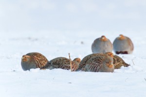 Rebhühner gehören zu den selten gewordenen Anblicken in Schleswig-Holstein. 