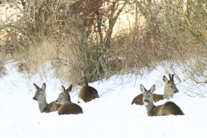 Rehe setzen im Winter auf ein dickes Fell und Energiesparen.