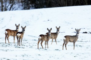 Rehe sind Überlebenskünstler. Die kleinste Hirschart Schleswig-Holsteins kleidet sich im Winter nicht nur in ein besonders warmes Winterkleid mit langen hohlen Haaren, sondern reduziert auch drastisch seinen Stoffwechsel. Störungen können allerdings erheblich an den Energiereserven zehren. 