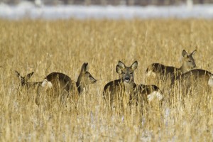 Der Winter war hart für das Wild. Trotzdem hätten sich die Verluste in Grenzen gehalten. Rehe versammelten sich zum Teil in größeren winterlichen Notgemeinschaften mit bis zu etwa 30 Tieren und suchten Nahrung und Deckung in Senffeldern und am Knickrand. 