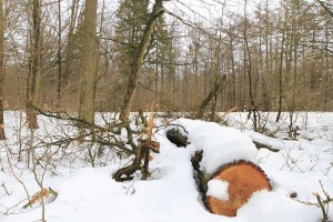 Wertvolles Eichenholz wurde im November im Bönebütteler Gehege geschlagen. Ein Tel der Stämme und auch das hierzu gehörende Kronenholz, das sonst gern von Selbstwerbern gekauft wird, soll jetzt als Totholz liegen bleiben. 