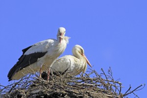 Gute Nachricht für Storchenbetreuer Jörg Heyna. Eine 2008 in Niedersachsen beringte Störchin wurde am 2. April auf dem Nest von Landwirt Carsten Röpke bestätigt. Die musste allerdings weiter ziehen, als einen Tag später die "Hausherrin" des Nestes eintraf. 