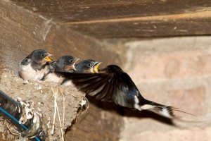 Weit aufgerissene leuchtend gelbe Hälse weisen den Weg zur Fütterung der jungen Rauchschwalben, sobald die Jungen ihre zwitschernden Eltern im Anflug hören. Die Futterübergabe dauert häufig nur Sekundenbruchteile. 