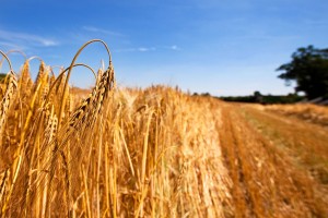Nachdem die Gerste mit der Trockenheit aufgrund ihrer früheren Erntezeit noch gut zurecht gekommen ist, bleiben Weizen, Roggen und Hafer zurück. 