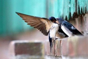 Die Aufzucht der Jungen ist Schwerarbeit für die Altvögel. Rauchschwalben sind im Erwachsenengefieder gut an ihrem dunkelroten Kehlfleck zu erkennen. 