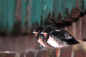 Junge Schwalben müssen wie andere Zugvögel schnell wachsen und kräftig werden. Im Herbst führt der Flug der dann etwa 24 Gramm schweren Vögel bis nach Afrika.  