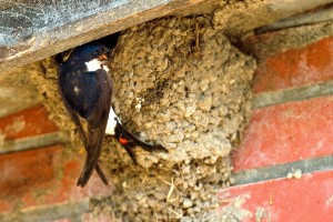 Mehlschwalben sind etwas kleiner als Rauchschwalben. Der rote Kehlfleck fehlt bei ihnen. Das kunstvoll an Wände und Vorsprünge geklebte Nest hat häufig nur ein kleines Einflugloch. Sie sind ebenso eifrige Insektenjäger wie die Rauchschwalben. 