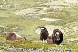 IMG_0493 Einige Junggesellen fanden sich im Tal. Die erste Familie fand sich 1500 Meter hoch auf dem Kolla, der sich noch vor Norwegens "Hausberg", dem Snohetta, über den Sunndallsfjella Nationalpark erhebt.