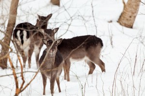 Bis zu 20 oder 30 Tiere können bei der Nahrungssuche schnell einmal die Straßenseite wechseln. Dabei sind die Tiere bis spät in die Nacht aktiv. Unverhofft aus den Knicks am Straßenrand auftauchend, verbleiben Autofahren nur Sekundenbruchteile zum Bremsen.  