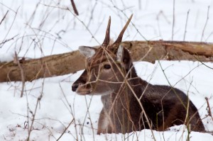 Das Damwild ist in den letzten zehn Jahren auf dem Dosenmoor heimisch geworden. Für Autofahrer bedeutet dies hier mit erhöhter Achtsamkeit zu fahren. 