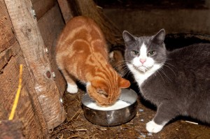 Wenn das Melkgeschirr klappert, freuen sich die Hofkatzen bereits auf ihre frische Portion Milch. Ganz so sahnig frisch wird künftig allerdings der Milchbart auch für die Katzen nicht mehr daher kommen. Auch für die Katzen steht künftig Milch aus der Tüte auf dem Speiseplan und der fehlt nun einmal das leckere Sahnehäubchen.  