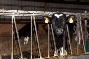 Gutes und gesundes Futter als Grundlage, dann stimmt auch der Rest, waren sich die Futterfachleute beim Besuch auf Hof Sötje einig. 