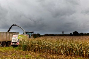 Schleswig-Holsteins Landwirte profitieren vom milden Klima zwischen Nord- und Ostsee. 