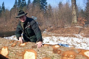 Unter dieser Rinde verbirgt sich eine tolle Maserung, zeigte Harald Nasse aus dem Landesforst, die Besonderheit einer so genannten Roseneiche, bei der unzählige Triebe, ein spannendes Muster im Holz hinterlassen haben. 