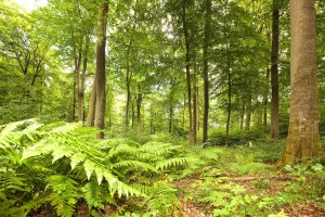 Der Weg zu Wäldern, die sich natürlich verjüngen und in denen Jungbäume ohne Zaun heran wachsen können, ist lang. Der hohe Verbissdruck durch zu viel Reh-, Dam-, und Rotwild verhindert dies. Das Ziel naturnaher Wälder kann nur in Zusammenarbeit der Landesforsten und der schleswig-holsteinischen Jägerschaft erreicht werden, sagte Forstdirektor Tim Scherer.     