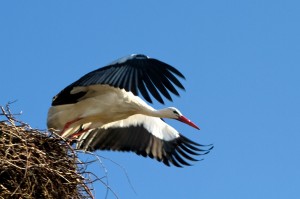 Einen Tag vor der Tag- und Nachtgleiche am Montag kehrte das Männchen des seit mehreren Jahren erfolgreich in Großharrie brütenden Storchenpaares auf sein Nest zurück. 