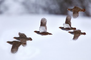 Den Rebhühnern haben die harten Winter 2010 und 2011 zugesetzt. In Husberg hoffen die Jäger jetzt auf eine erfolgreiche Jahresbrut, damit sich der Besatz erholt. 