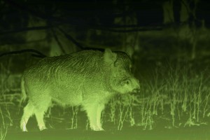 Eine nächtliche Lebensweise und die hohe Anpassungsfähigkeit der Wildschweine machen Jägern das Leben schwer.