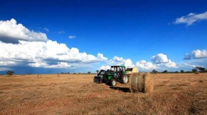 Der Duft von frisch gemähtem Gras und Heu auf dem Bauernhof in Schillsdorf ist eine liebe Erinnerung für Autorin Renate Thullesen. Die Liebe zur Landwirtschaft ist geblieben. Nur findet die Heuernte heute über 8.000 Kilometer entfernt unter dem blauen Himmel von Namibia statt. 