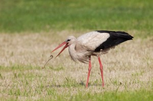 Auf den Wiesen am Rand des Dosenmoores finden die Störche zurzeit noch genug Futter für die Jungenaufzucht. Würmer, Mäuse, Frösche, Insekten oder Schlangen, bei der Futtersuche sind die Störche nicht wählerisch und nehmen, was sie erbeuten können. 