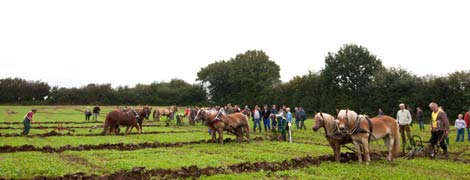 IMG_2229 Neben den Traktoren traten sechs Pferdegespanne zu den schleswig-holsteinischen Meisterschaften der Leistungspflüger an. Die Pferde kamen mit den schwierigen Bodenbedingungen sogar ein wenig besser klar, als die Treckergespanne.