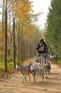 In der Kategorie C 1 mit 3-4 Hunden vor dem Rollwagen sicherte sich Britta Dunker den vierten Platz. 