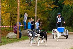 Günter_Ammon_IMG_9069 Der Beifall von den Kindern am Rand des Zieleinlaufs und der erste Platz in der Kategorie B1 mit 5-6 Hunden vor dem Rollwagen, waren der Lohn für Günter Ammon, der mit fast einer Minute Vorsprung vor seinen beiden Konkurrenten durch das Ziel fuhr.