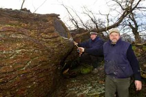 Thomas Manke (rechts)  aus dem Landesforst nahm Jan Ernst Maß. Mit 25 Meter Höhe, einem Umfang von gut 6,80 Meter in Brusthöhe und selbst an den mächtigen Stammgabeln noch mit einem Umfang von 4,60 Meter, war die Eiche auf Hof Altenrade einer der mächtigsten Bäume im Amt Bokhorst-Wankendorf. 