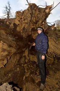 Verrottete Wurzeln, deren Reste Jan Ernst mit der Hand abbrechen konnte, gaben der alten Eiche keinen Halt mehr gegen den Sturm. Äußerlich hatte der sah der Baum gesund ausgesehen. 