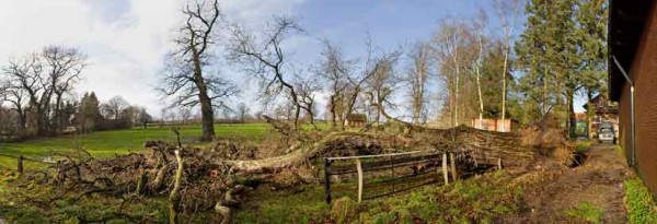 IMG_4035 Die weit über 200 Jahre alte Eiche auf Hof Altenrade hat Kriege, Holzknappheit und die Jahrhunderte überstanden. Sturmtief Ulli konnte der alte Baum nicht mehr genug Halt entgegen setzen.