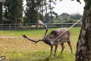 Damhirsch im Weidezaun