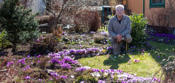  Erhard Grüne (73) aus Bönebüttel freut sich jedes Jahr aufs Neue über das farbenfrohe Blütenmeer der Krokusse. 