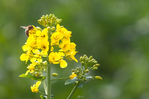 Honigbiene auf Rapsblüte
