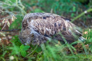 Wie ein Häufchen Elend und völlig ermattet, hatte sich der Seeadler verletzt auf einen bodennahen Ast im Knick des Waldsaums verkrochen. Für einen schnellen Schnappschuss zur Dokumentation reichte die Zeit.  