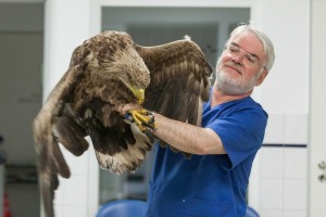 In Augenscheinnahme des Vogels, ein Röntgenbild, wiegen und untersuchen, der Wasbeker Tierarzt Dr. Johannes Frahm ließ sich nicht zweimal bitten und half sofort. Am linken Flügel ist das Fehlen der langen Handschwingen zu erkennen.  