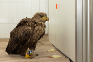 Mittwoch ging es für den verletzten Seeadler von der Intensivstation in der Klinik von Dr. Johannes Frahm aus Wasbek zum Wildpark Eekholt. Dort soll der Adler weiter versorgt und aufgepäppelt werden