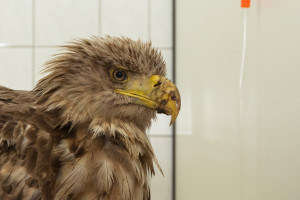 Trotz anfänglicher Hoffnung hat es der Großharrieer Seeadler nicht geschafft. 