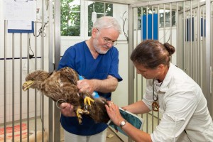 Der Wasbeker Tierarzt Dr. Johannes Frahm und Dr. Elvira Frfr. von Schenck vom Wildpark Eekholt bereiteten den verletzten Seeadler Mittwoch auf den Transport nach Eekholt vor. 