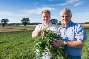 "Die Erbsenernte ist mehr als nur Ackerbau. Eher eine liebgewonnene Traditionsgeschichte, als nüchterner Landbau", sagen Henry (links) und Harry von Bülow bei der Wachstumskontrolle auf dem Feld. 