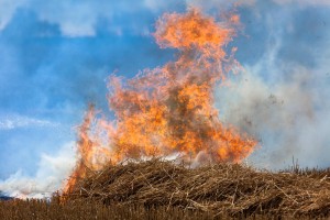 Immer wieder fachte aufkommender Wind die Flammen an. 