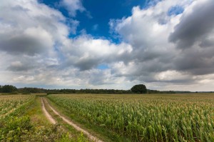 Besonders auf leichten, sandigen Böden hat es der Mais jetzt schwer. Es fehlt Regen.