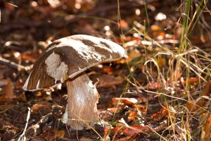 Steinpilze zählen zu den schmackhaftesten Vertretern unter den Pilzen. Nicht immer ist die Frage ob eßbar oder nicht so einfach